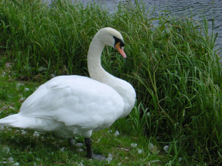 Dublin - Grand Canal