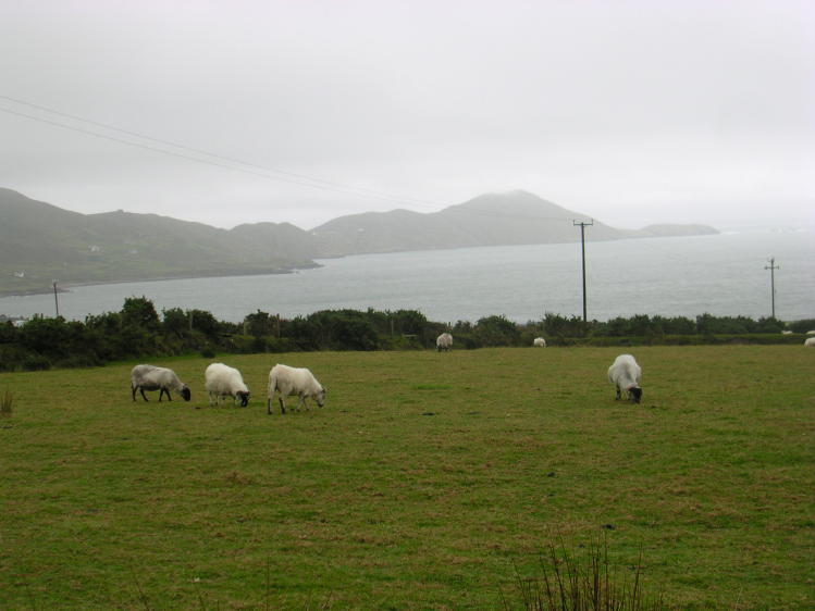 Ring of Kerry - Sheep