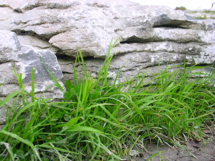 Clare - The Burren - Poulnabrone Tomb