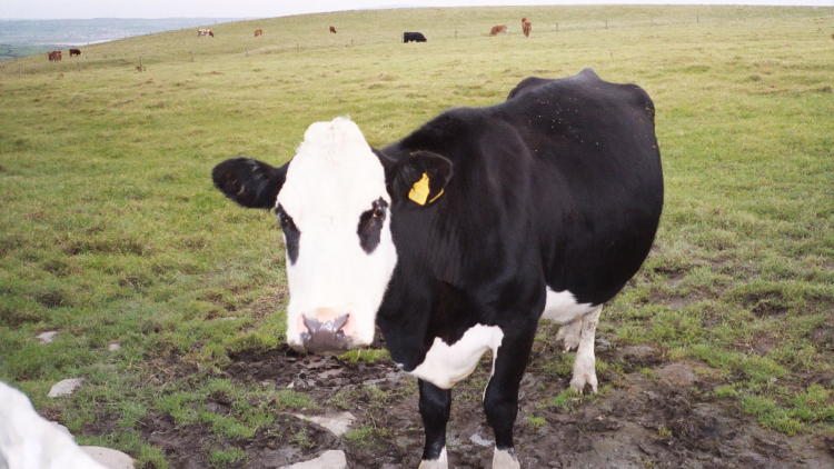 Cliffs of Moher - Cow