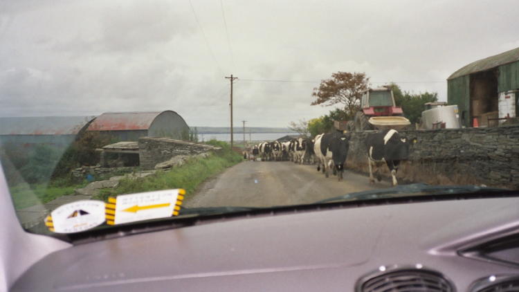 Road from Cliffs of Moher to Lahinch - Cows