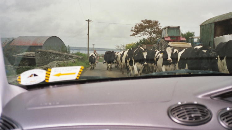 Road from Cliffs of Moher to Lahinch - Cows