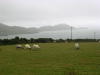 Ring of Kerry - Sheep