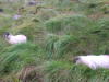 Ring of Kerry - More Sheep