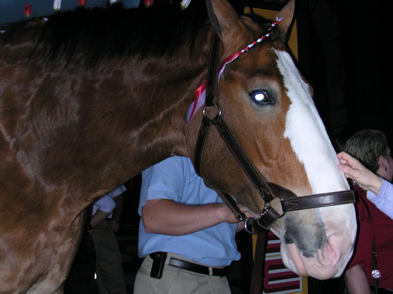 Budwiser Clydesdale @ Pre-Sugar Bowl Party