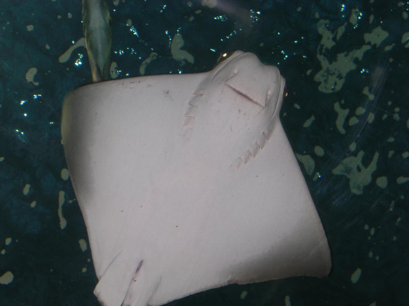 Aquarium - Stingray