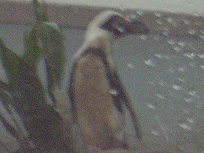 Aquarium - Penguin