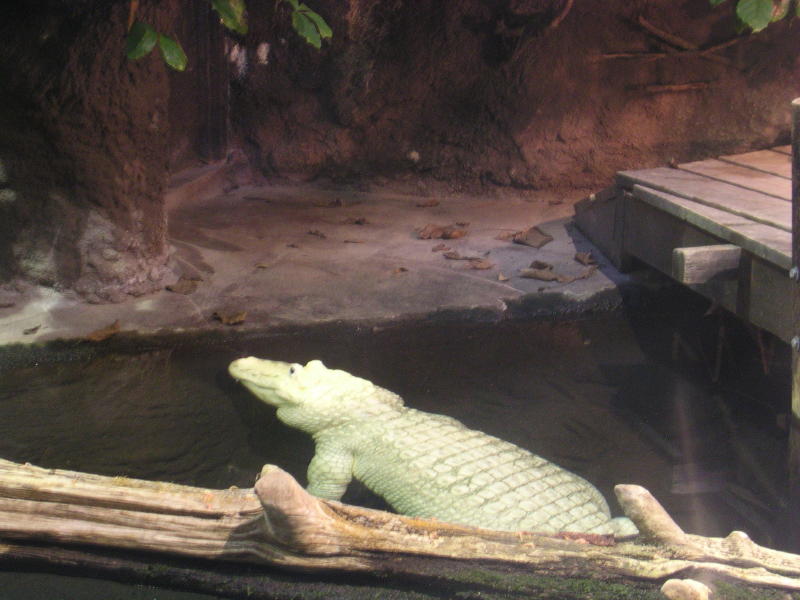 Aquarium - White Alligator