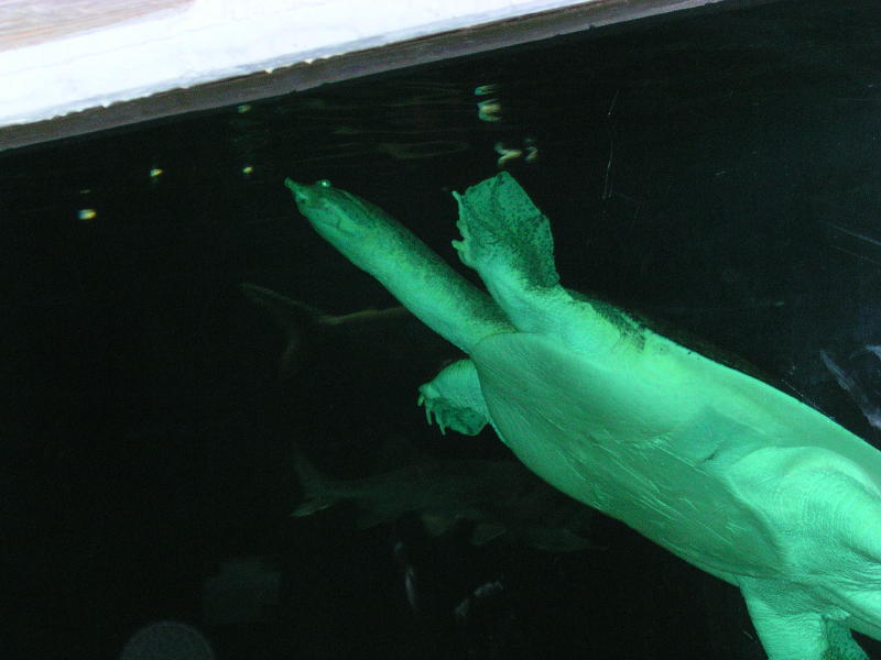 Aquarium - Snapping Turtle