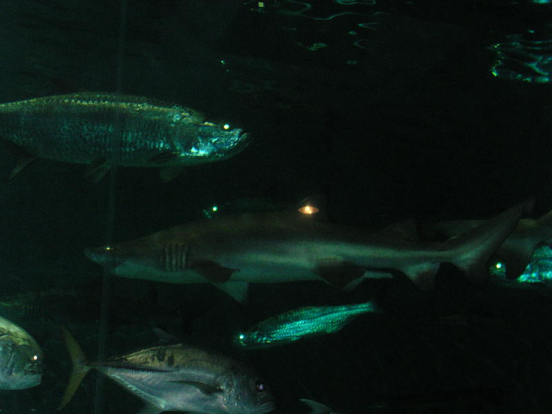 Aquarium - Shark